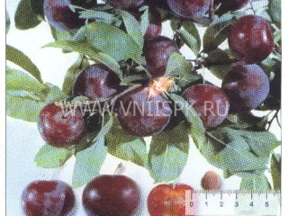 Сорт алычи Фиолетовая Десертная