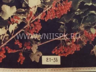 Сорт смородины красной Уральские Зори