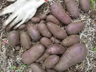 Сорт картофеля Василек