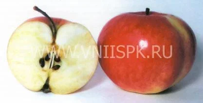 Сорт яблони Бельфлер Башкирский 0