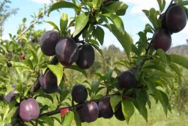 Сорт сливы китайской Караташ 0