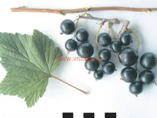 Сорт смородины черной Дегтярёвская
