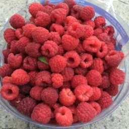 Сорт малины Бабье лето 0
