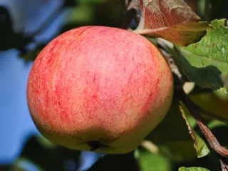 Сорт яблони Штрейфлинг