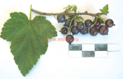 Сорт смородины черной Подарок Заполярья 0
