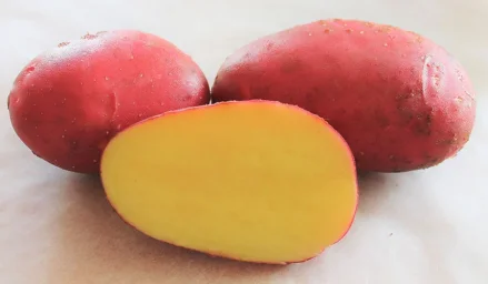 Сорт картофеля Балтик роуз 0