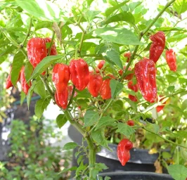 Сорт перца Бхут Джолокия (Bhut Jolokia) 0