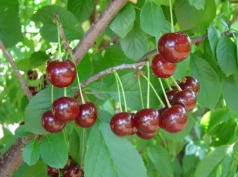 Сорт вишни Игрушка (дюк) 0