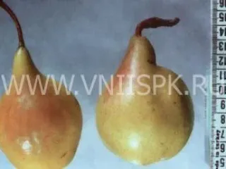 Сорт груши Вербена