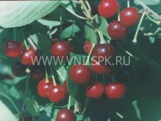 Сорт вишни Саратовская Малышка