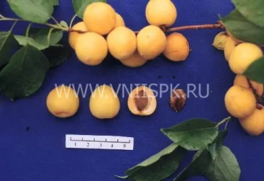 Сорт абрикоса Гритиказ 0
