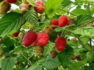 Сорт малины Лячка (Ляшка)