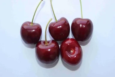 Сорт черешни Знатная 0
