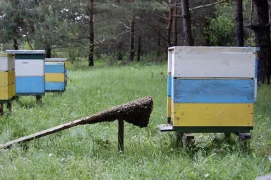 Отцвела акация Отцвела акация