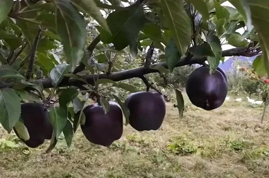 Сорт яблони Черный бриллиант 2