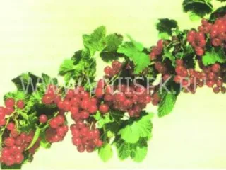 Сорт смородины красной Обской Закат