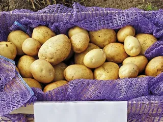 Сорт картофеля Лилея (Лилея Белорусская)