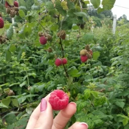 Сорт малины Глен Ампл (Глен Эмпл) 2