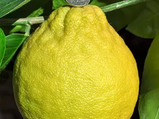 Сорт лимона Юбилейный