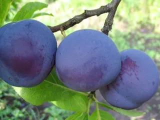 Сорт сливы Заречная ранняя