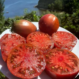 Сорт томата Черное сердце Америки 0