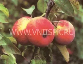 Сорт яблони Зимнее Полосатое 0