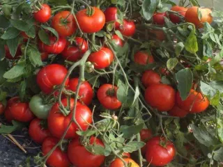 Сорт томата Монгольский карлик