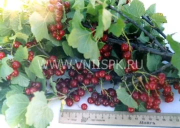 Сорт смородины красной Ильинка (Смородина Красная) 0