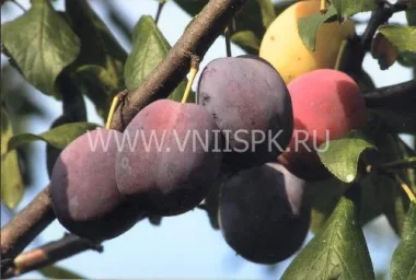 Сорт сливы домашней Волжская Красавица (Слива) 0