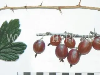 Сорт крыжовника Машека