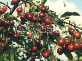 Сорт вишни Лотовая