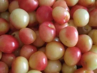 Сорт черешни Юлия