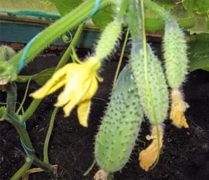 Сорт огурца РМТ (F1) 0