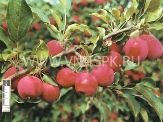 Сорт яблони Алтайское Багряное