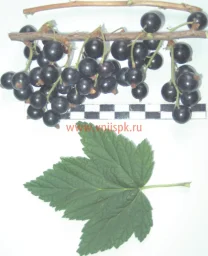 Сорт смородины черной Рясная 0