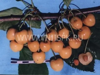 Сорт черешни Дрогана Жёлтая