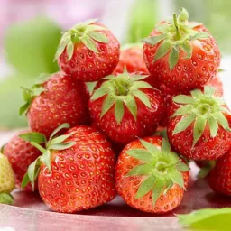 Сорт клубники Ламбада 2