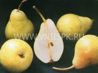 Сорт груши Саратовка