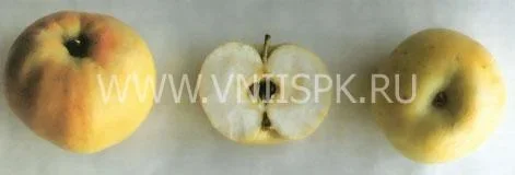 Сорт яблони Казанищенское 0