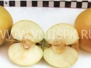 Сорт яблони Георгиевское