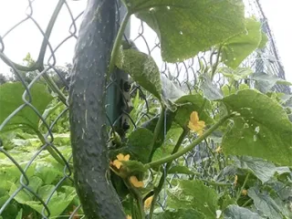 Сорт огурца Китайское чудо