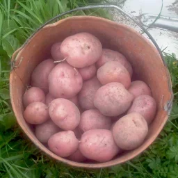 Сорт картофеля Ильинский 1