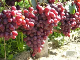 Сорт винограда Памяти учителя