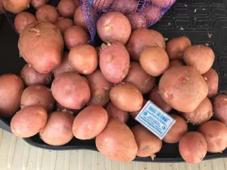 Сорт картофеля Ред Соня