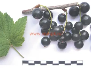 Сорт смородины черной Забава