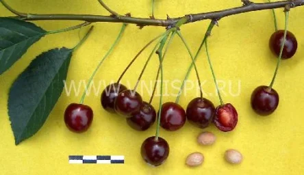 Сорт вишни Памяти Еникеева 0