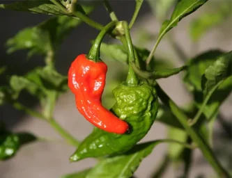 Сорт перца Бхут Джолокия (Bhut Jolokia) 3