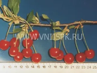 Сорт вишни Расплётка Саратовская