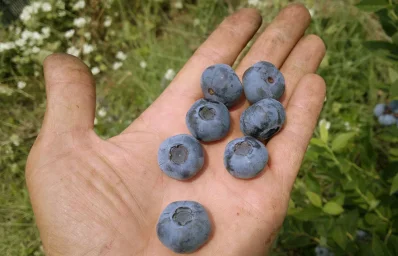 Сорт голубики Бригитта Блю 2