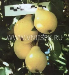 Сорт груши Бере Московская 0